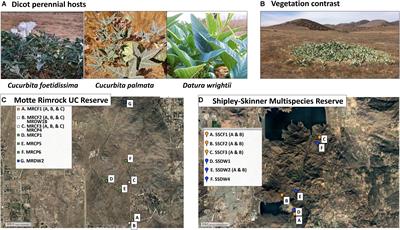 Addressing Research Needs in the Field of Plant <mark class="highlighted">Virus Ecology</mark> by Defining Knowledge Gaps and Developing Wild Dicot Study Systems